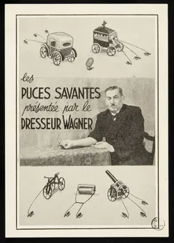 estampe les  PUCES SAVANTES 1967.108.13 Photo Mucem