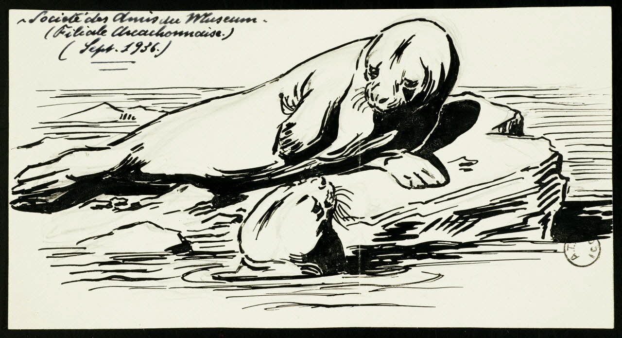 dessin Phoques 1967.116.1077 Photo