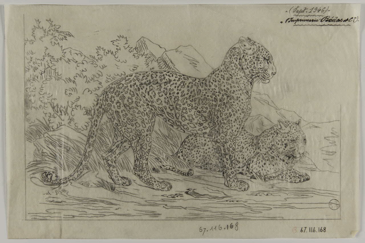 Gustave Soury dessin Couple de guépards 1946 1967.116.168 Photo