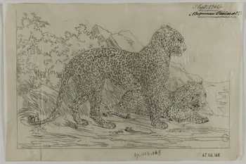 Gustave Soury dessin Couple de guépards 1946 1967.116.168 Photo
