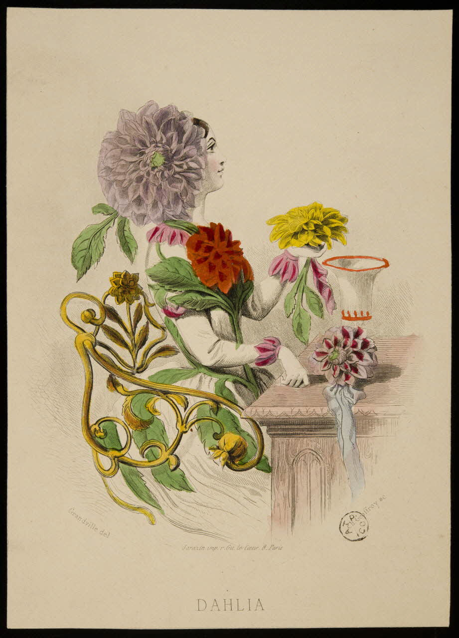 estampe DAHLIA 1967.116.18 Photo