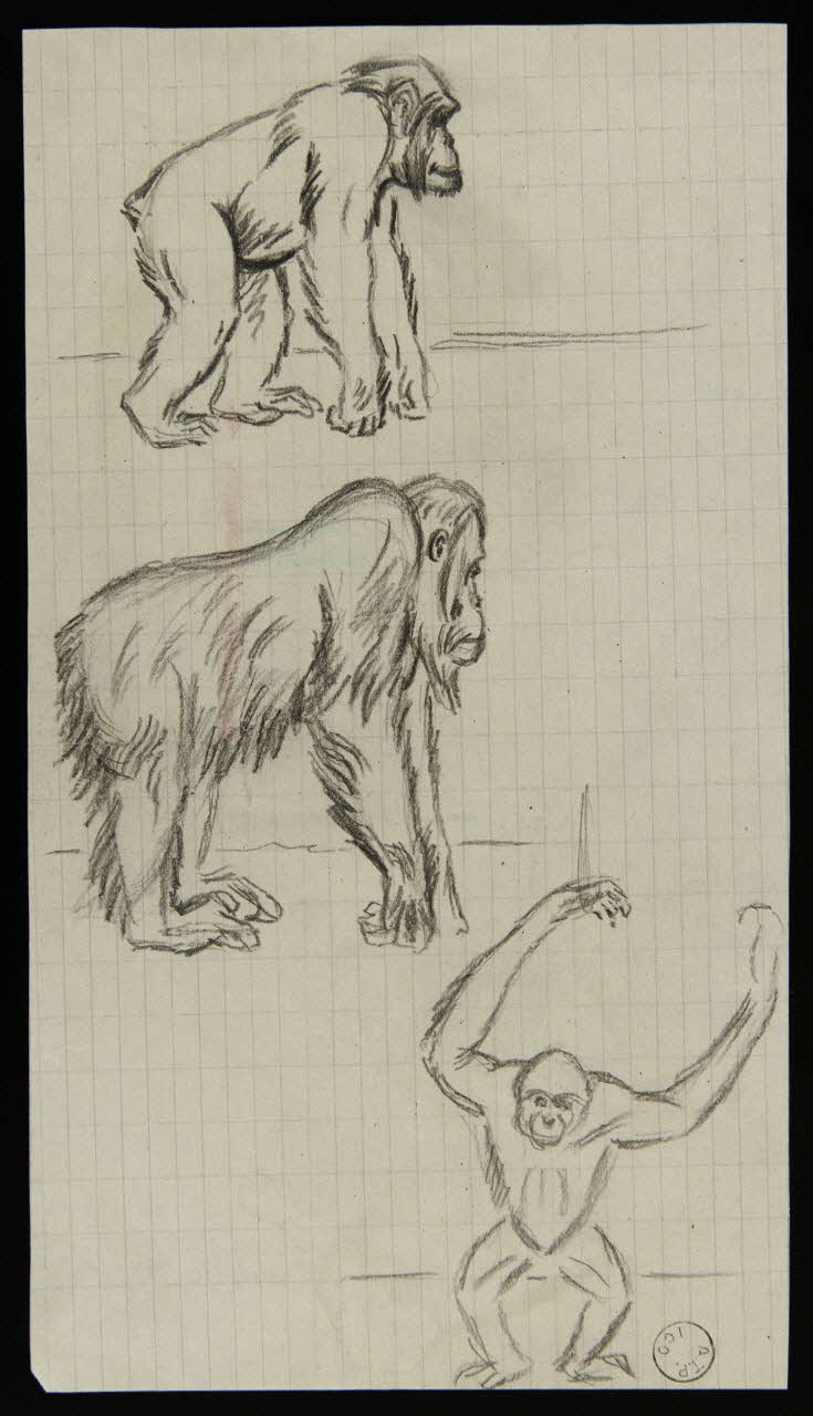 Gustave Soury dessin Singes 1966 1967.116.199  Photo