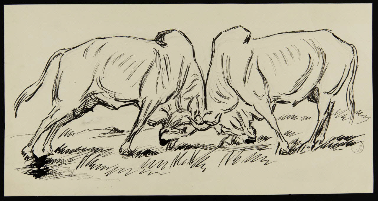 Gustave Soury dessin Etude d'un combat de zébus mâles 1966 1967.116.210 Photo