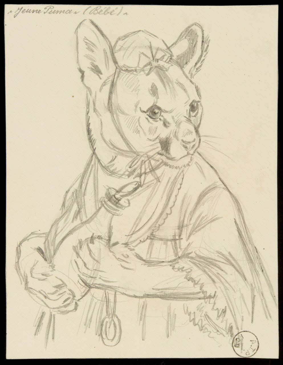 Gustave Soury dessin Jeune puma 1966 1967.116.238 Photo