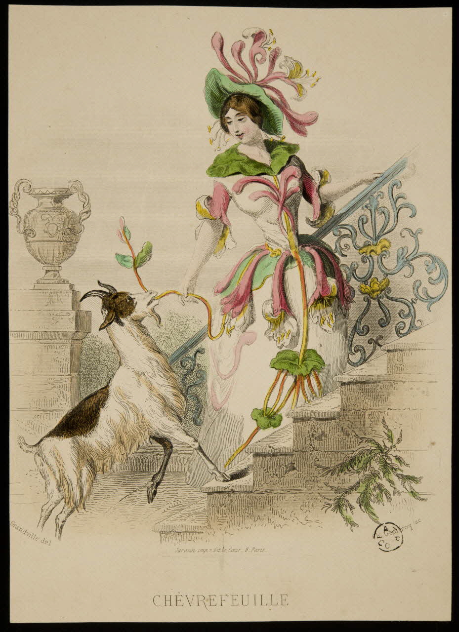 estampe CHEVREFEUILLE 1967.116.26 Photo