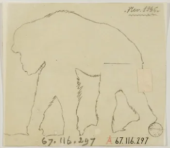 Gustave Soury dessin Silhouette de gorille 1946 1967.116.297  Photo