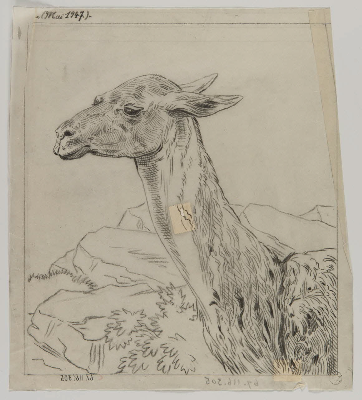 Gustave Soury dessin Guanaco 1947 1967.116.305 Photo