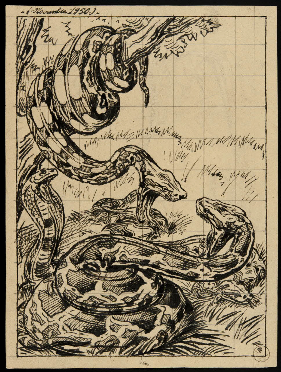 Gustave Soury dessin Serpents constricteurs et cobra furieux 1950 1967.116.319  Photo
