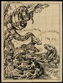 Gustave Soury dessin Serpents constricteurs et cobra furieux 1950 1967.116.319 Photo