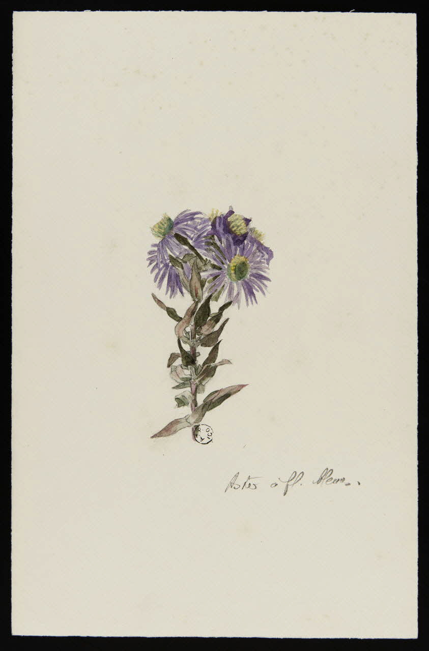 Gustave Soury dessin Aster à fleurs bleues 1966 1967.116.45 Photo