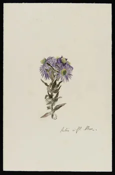 Gustave Soury dessin Aster à fleurs bleues 1966 1967.116.45  Photo
