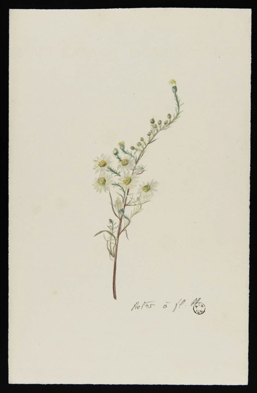 Gustave Soury dessin Branche d'aster 1966 1967.116.47 Photo