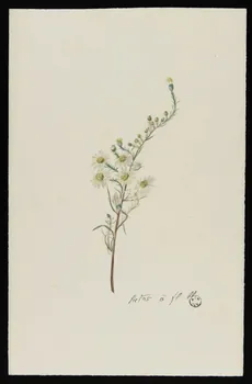 Gustave Soury dessin Branche d'aster 1966 1967.116.47  Photo