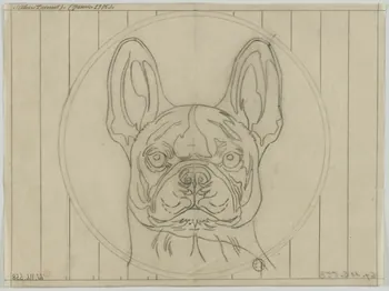 Gustave Soury dessin Tête de bouledogue 1935 1967.116.558  Photo