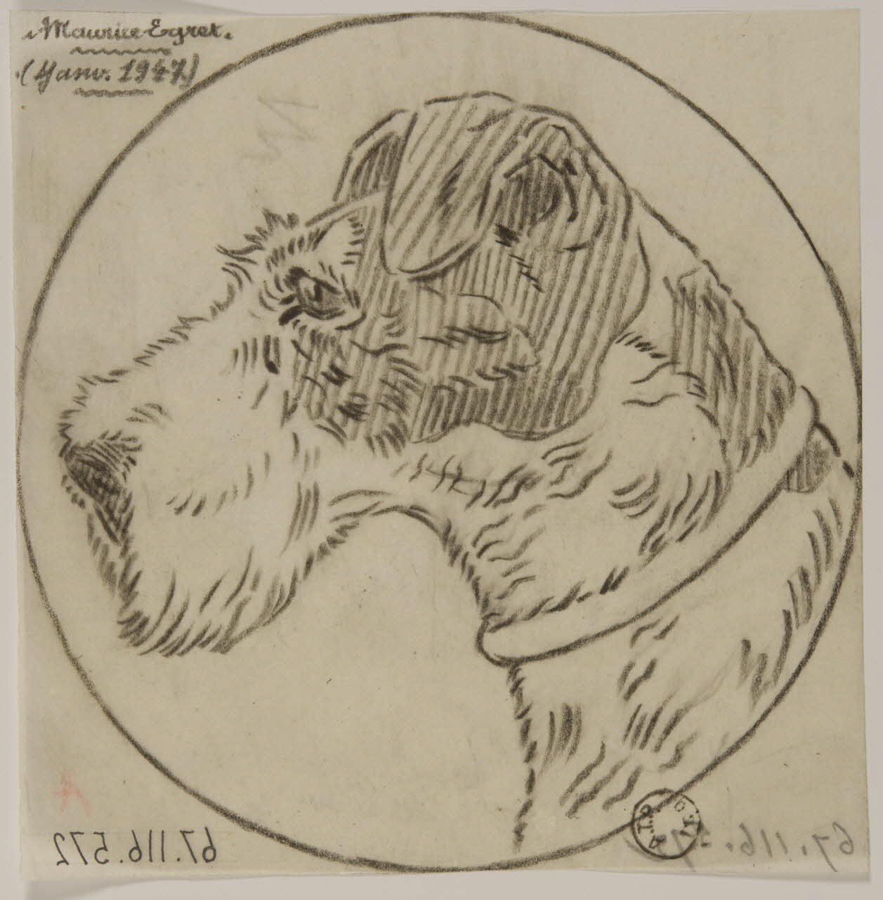 Gustave Soury dessin Tête de fox-terrier 1947 1967.116.572 Photo