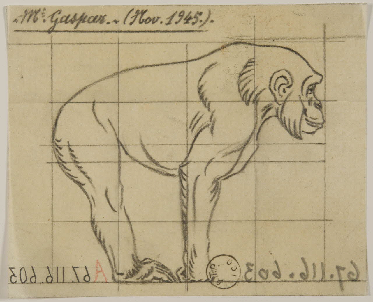 Gustave Soury dessin Etude de chimpanzé 1945 1967.116.603 Photo