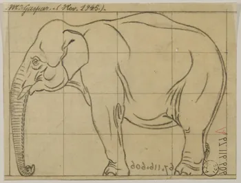 Gustave Soury dessin Eléphant d'Asie 1945 1967.116.606 Photo
