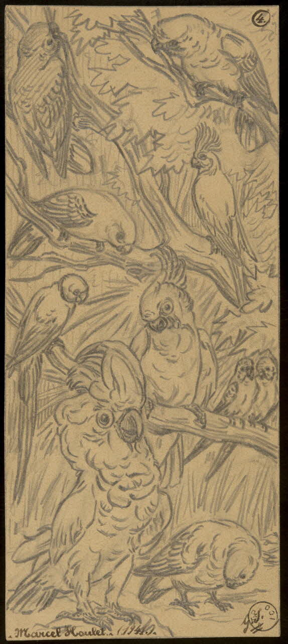 Gustave Soury dessin Cacatoès, perroquets et perruches 1941 1967.116.660 Photo