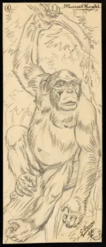 Gustave Soury dessin Gorille 1941 1967.116.662  Photo
