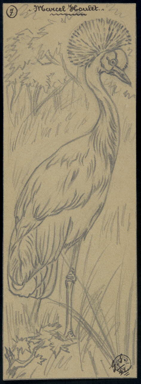 Gustave Soury dessin Grue couronnée 1941 1967.116.665 Photo