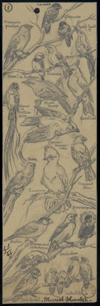 Gustave Soury dessin Vingt-deux oiseaux exotiques 1941 1967.116.668 Photo