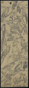 Gustave Soury dessin Vingt-deux oiseaux exotiques 1941 1967.116.668 Photo