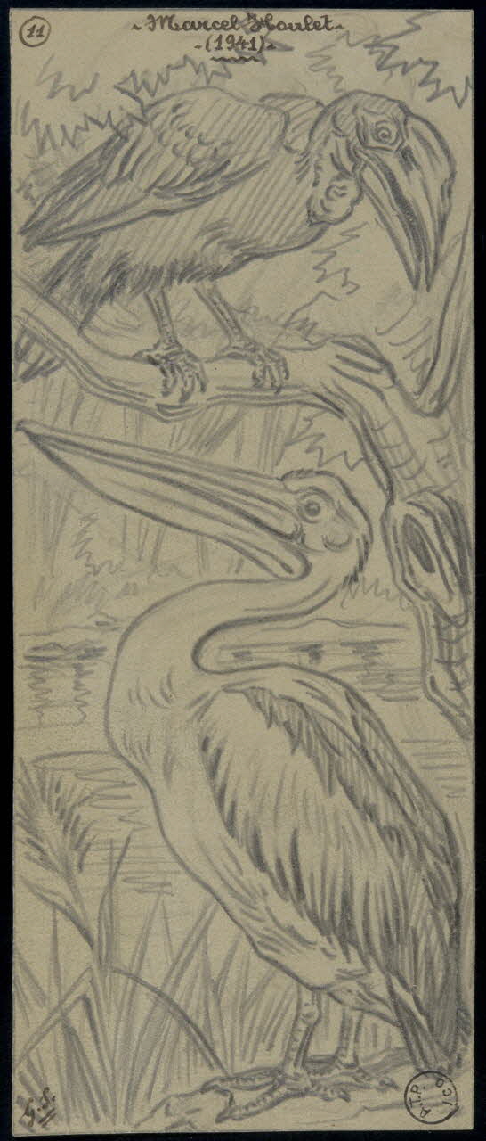 Gustave Soury dessin Calao et pélican au bord d'un cours d'eau 1941 1967.116.669 Photo