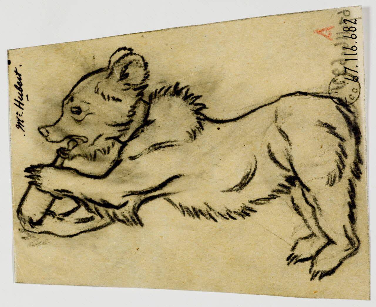 Gustave Soury dessin Dessin humoristique d'ourson buvant à une bouteille 1966 1967.116.682 Photo