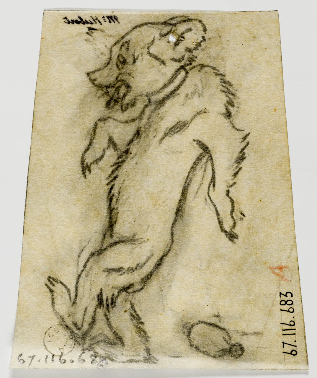 Gustave Soury dessin Dessin humoristique d'ourson ivre 1966 1967.116.683 Photo