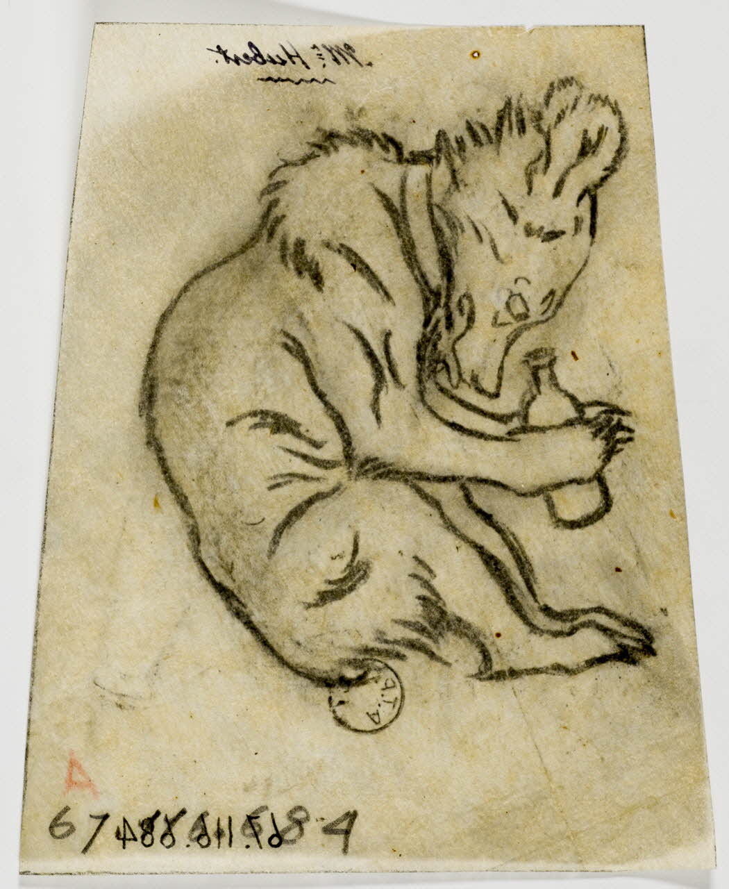 Gustave Soury dessin Dessin humoristique d'ourson buvant à une bouteille 1966 1967.116.684 Photo