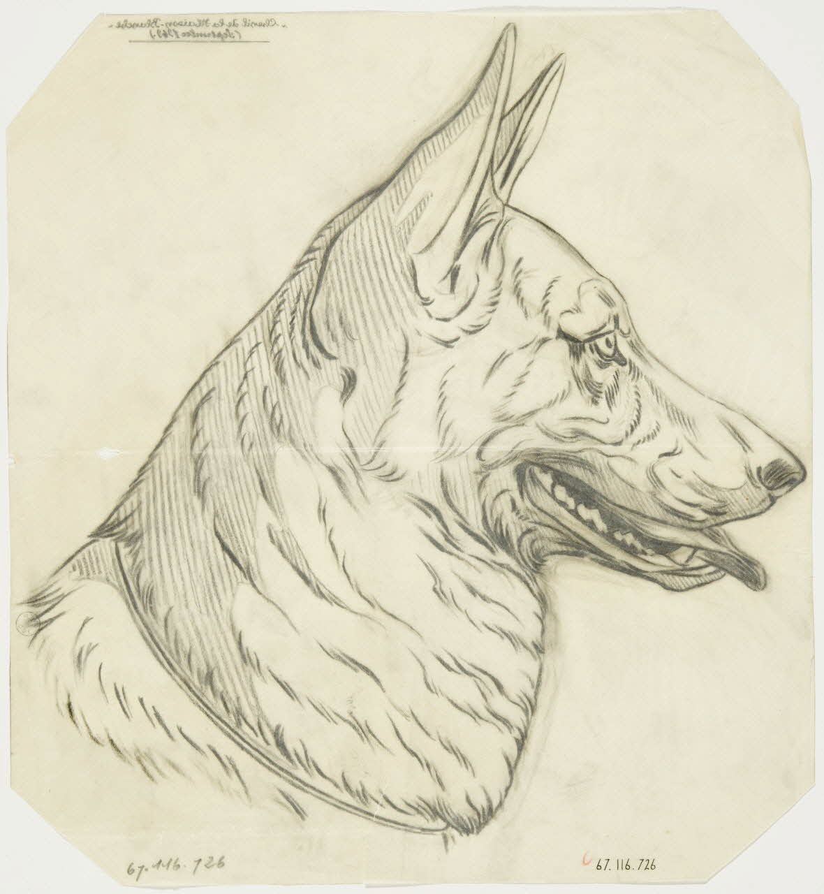 Gustave Soury dessin Tête de chien berger 1949 1967.116.726 Photo