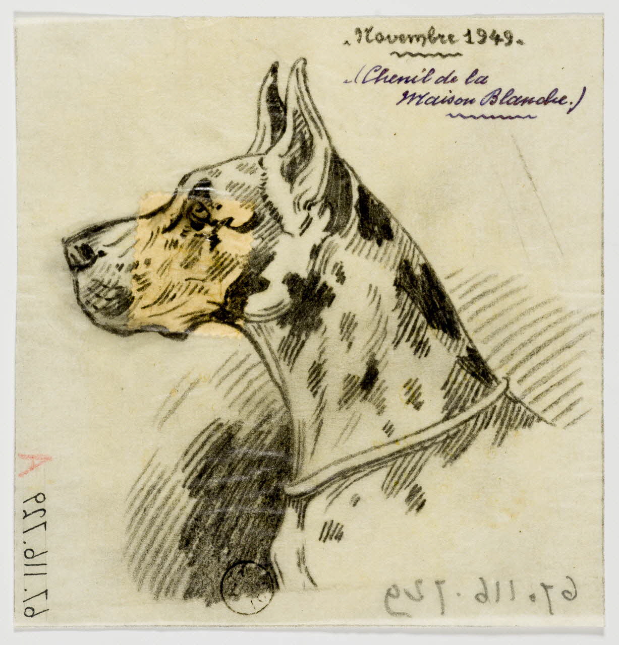 Gustave Soury dessin Tête de chien danois 1949 1967.116.729 Photo
