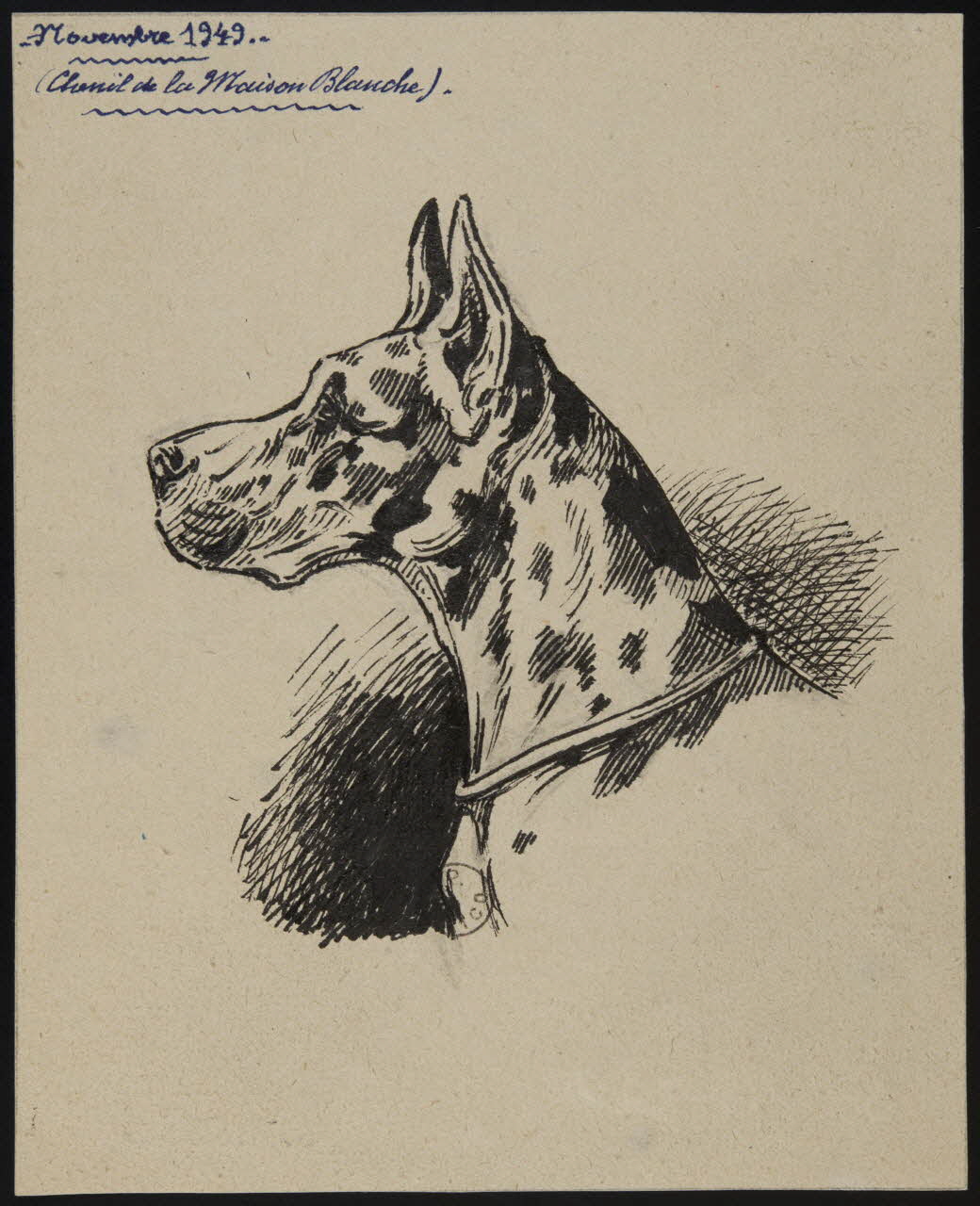 Gustave Soury dessin Tête de chien danois 1949 1967.116.730 Photo