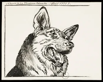 Gustave Soury dessin Tête de berger allemand 1951 1967.116.733 Photo
