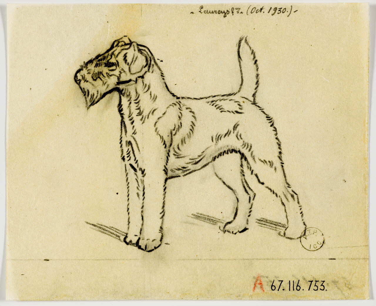 Gustave Soury dessin Fox-terrier 1930 1967.116.753 Photo