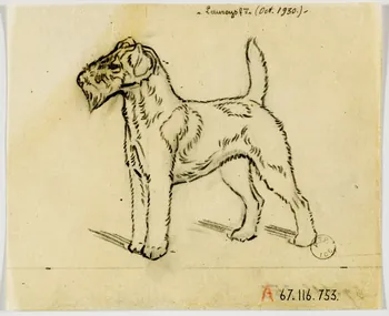 Gustave Soury dessin Fox-terrier 1930 1967.116.753 Photo