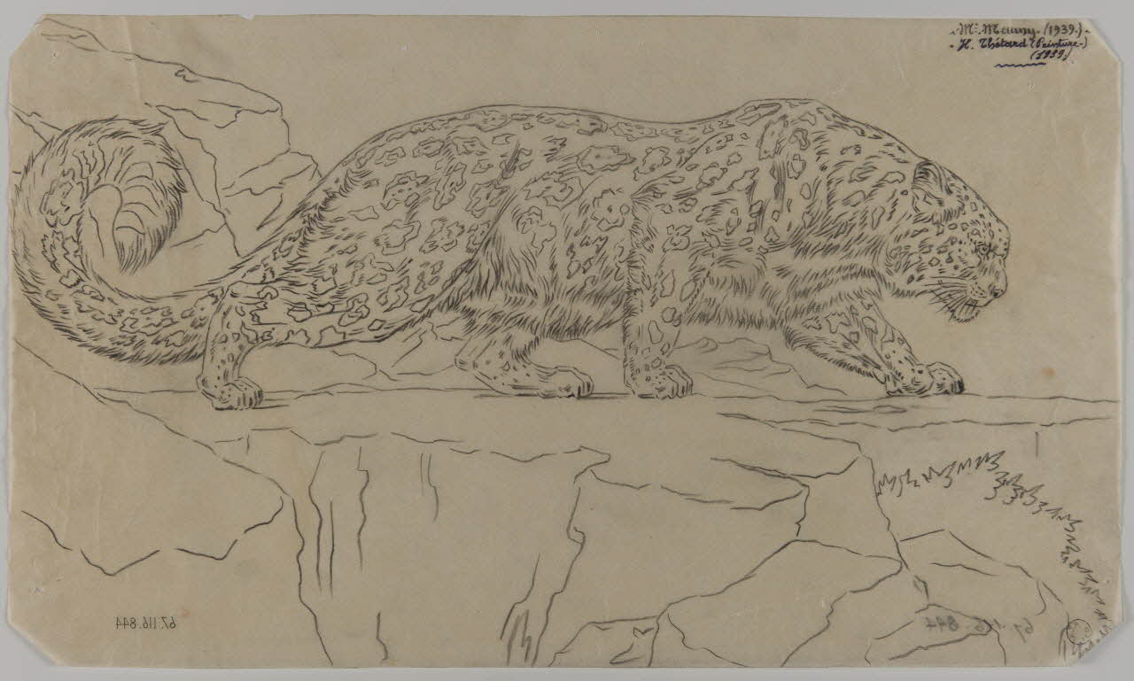 Gustave Soury dessin Etude d'une panthère des neiges 1939 1967.116.844 Photo