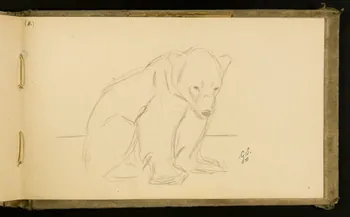 Gustave Soury carnet de dessins Ours brun 1903 1967.116.915.41 Photo