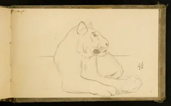 Gustave Soury carnet de dessins Tigresse couchée 1903 1967.116.915.42 Photo