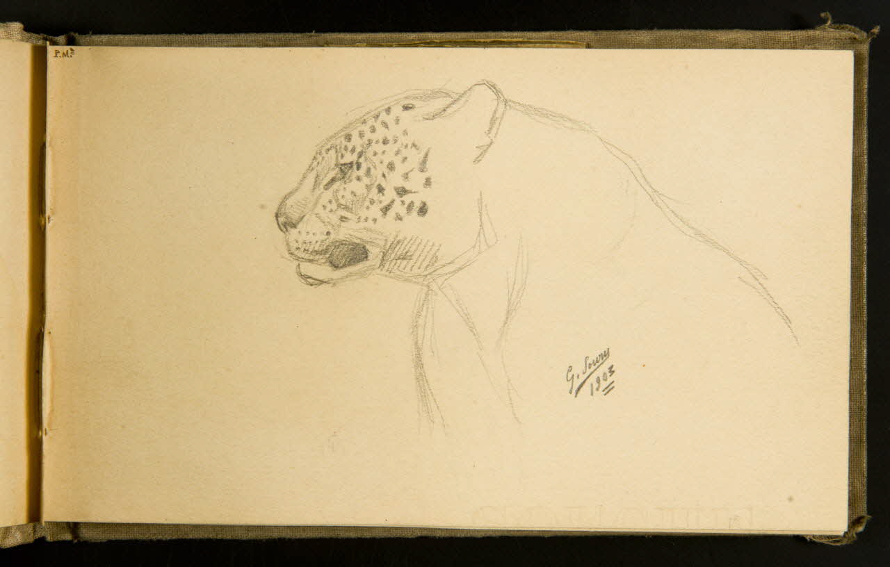 Gustave Soury carnet de dessins Etude de panthère mâle 1903 1967.116.915.5 Photo