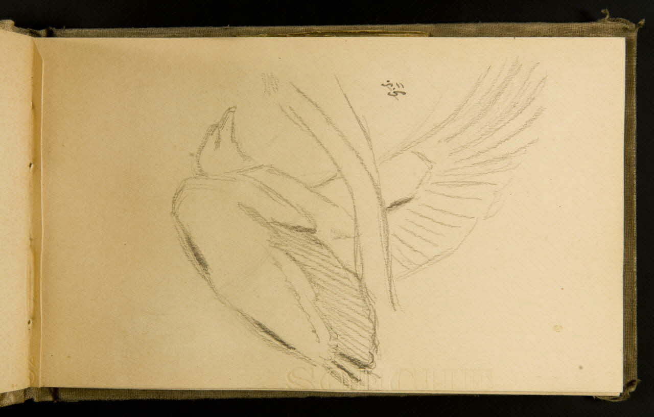 Gustave Soury carnet de dessins Vautour fauve 1903 1967.116.915.6 Photo