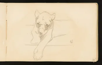 Gustave Soury carnet de dessins Lionne couchée 1904 1967.116.916.11 Photo