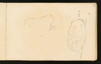 Gustave Soury carnet de dessins Tête de lion rugissant et puma mâle endormi 1904 1967.116.916.12 Photo