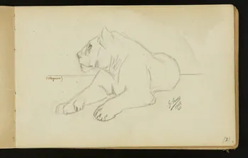 Gustave Soury carnet de dessins Lionne couchée 1905 1967.116.916.17 Photo