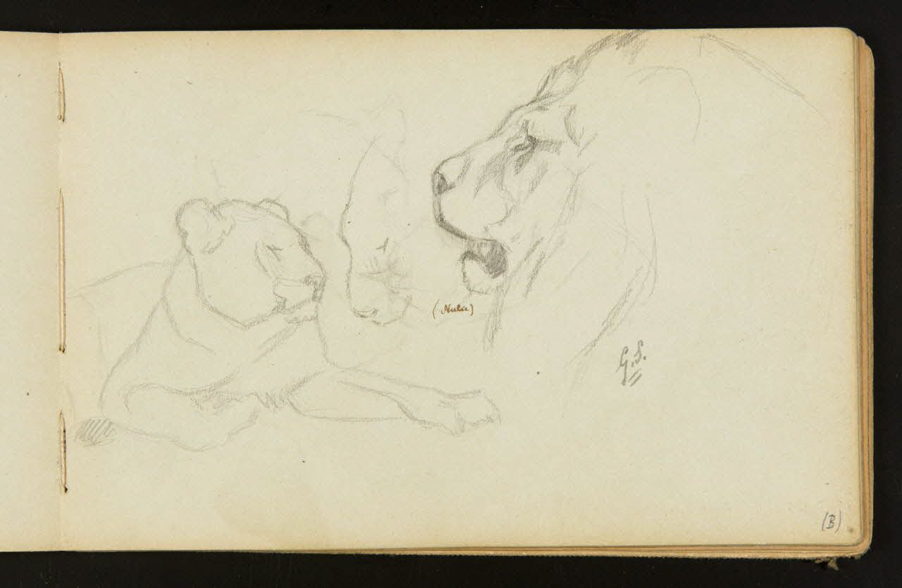 Gustave Soury carnet de dessins Etudes : lionne couchée, mufle de lionne, tête de lion sur une indication de félin 1904 1967.116.916.18 Photo