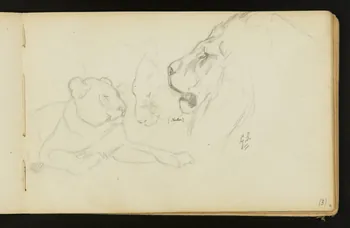 Gustave Soury carnet de dessins Etudes : lionne couchée, mufle de lionne, tête de lion sur une indication de félin 1904 1967.116.916.18 Photo