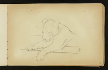 Gustave Soury carnet de dessins Lionne couchée 1904 1967.116.916.19 Photo
