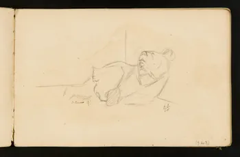 Gustave Soury carnet de dessins Ourse du Caucase couchée 1904 1967.116.916.2 Photo
