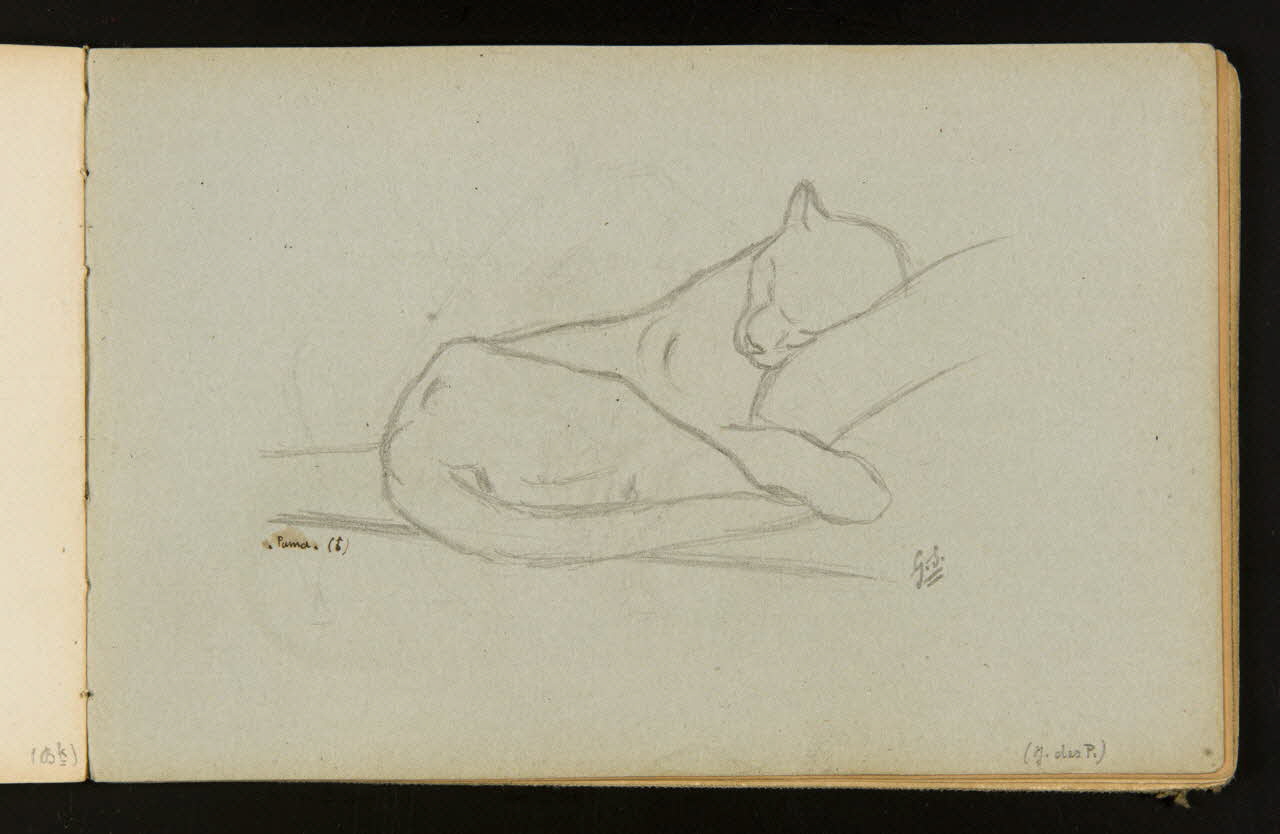 Gustave Soury ensemble (2) Etudes d'ours à collier 1904 1967.116.916.20 Photo