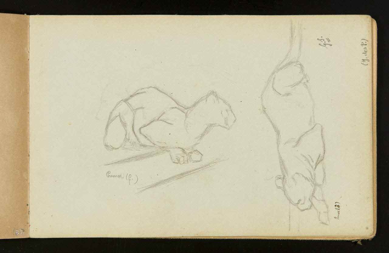 Gustave Soury carnet de dessins Pumas mâle et femelle couchés 1904 1967.116.916.26 Photo